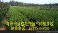 县小龙柏种植基地 山东圣格花卉提供报价 _1厂家直供