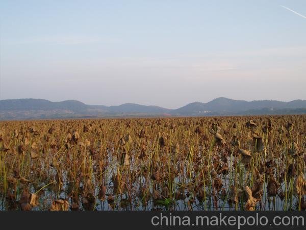 供應(yīng)貴州蓮藕苗蓮藕種子粉藕種苗高產(chǎn)藕種圖片