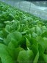 大棚蔬菜苗期管理技术，芳诚温室专业大棚施工