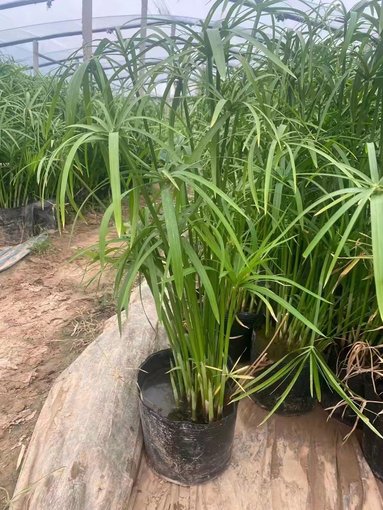 黃花鳶尾廠家 黃菖蒲基地 黃菖蒲大量出售圖片