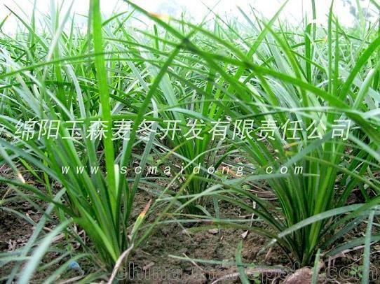 重慶麥麥冬 綠化麥麥冬 基地批發(fā)圖片