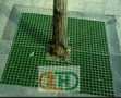 林篦子