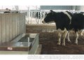 黑龙江 牛颈枷 新批发价格 河北厚德机械