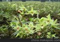 杭州铁皮石斛种植基地