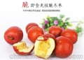脆冬枣产地/百果王冬枣sell/酥