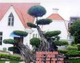 公园绿化_山西绿化_百信苗木基地