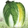 金脉种苗韩国进口白菜种子--秋黄