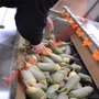 小型红薯磨皮机 小型土豆去皮机 洗土豆机器胡萝卜清洗机