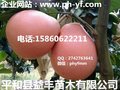 平和三红蜜柚苗价格