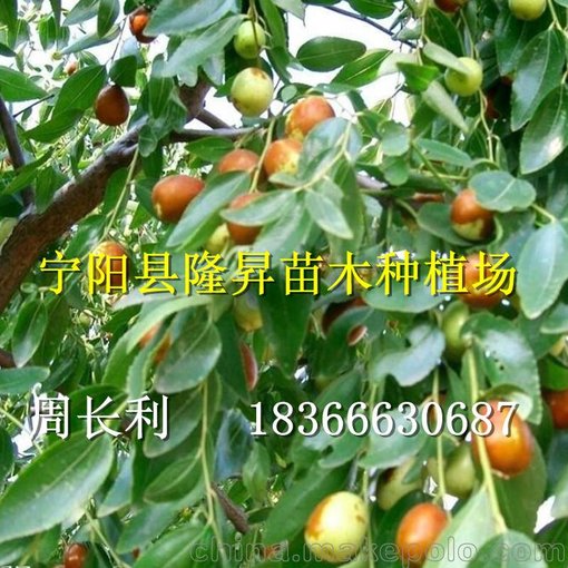 豐產(chǎn) 紅棗樹(shù)苗 棗樹(shù)嫁接苗 基地直銷 掛果多 品種棗樹(shù)樹(shù)苗 甜度高圖片