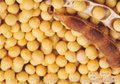 大量收购大豆、垄上畜禽(在线咨询)