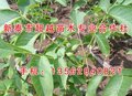 四公分核桃苗 漳州核桃苗 新泰超越苗木