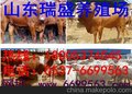 新黄牛价格走势遂宁养殖黄牛的利润与效益