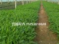 优质马鞭草- 万旭花卉 +重磅推出+山东草花基地+青州苗木