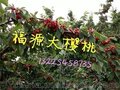大樱桃树苗品种/福源大樱桃苗