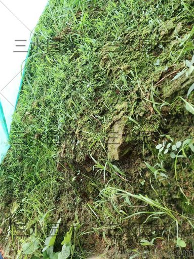 廣西崇左市采石場邊坡綠化草灌種子快速發(fā)芽圖片