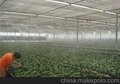 江苏常州热带植物观光园人造雾设备正雄 工程案例