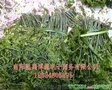 桐柏商城-南阳特产-桐柏山珍