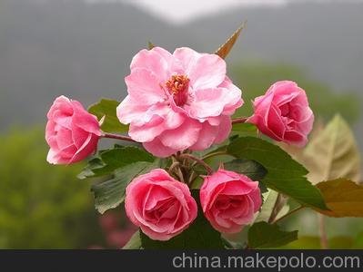 售白蘭地海棠接穗，北美海棠系列，北美海棠小苗圖片