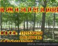 柳树价格-15公分旱柳-垂柳价格行情