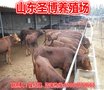 优良鲁西黄牛 育肥肉牛犊 架子牛 西门塔尔牛 市场利木