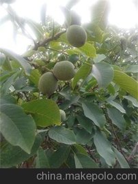 8518硢ɺӲƤֲ