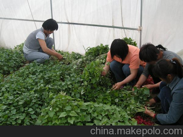 供應大量河南小農丫臺農71紅薯苗