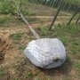 山东销售环保树根铁丝网，树根网筐，包树网