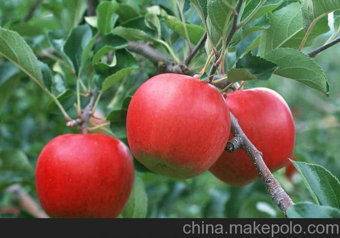 優(yōu)質(zhì)蘋果樹苗圖片