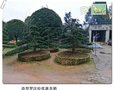 湖南红花继木桩景-造型罗汉松盆景-长沙罗汉松苗圃找宏景轩