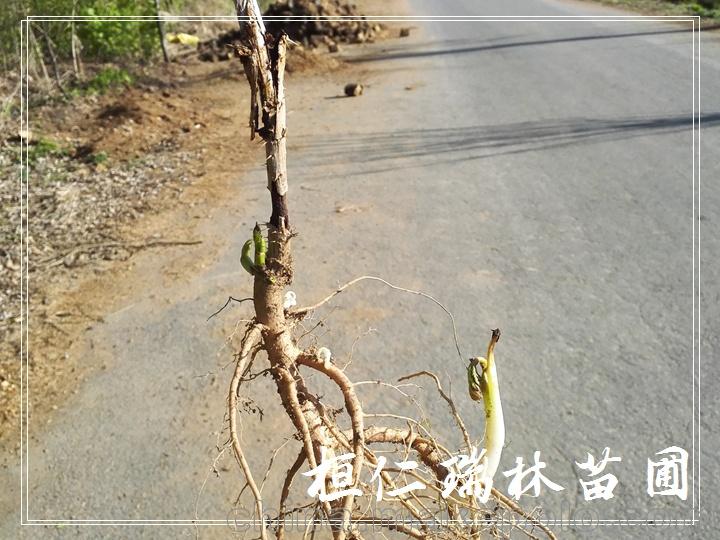 云南刺老包苗 贵州刺老包苗 树头菜种苗