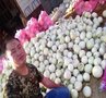 伊春香瓜基地/香瓜大量销售/西瓜价格/香瓜产地