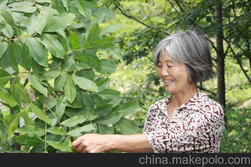 大量供應 青錢柳原葉 茶青錢柳葉降三高 養生保健茶產地貨源