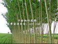 华龙杨绿化宠儿桃枫园林优选品佳出售