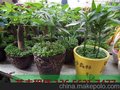 苏州出租花卉 苏州花卉植物出租