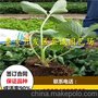 甜查理草莓苗基地 白草莓苗批发价格