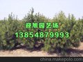白皮松树苗厂家价格