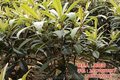 枇杷苗,繁茂苗木,东山枇杷苗