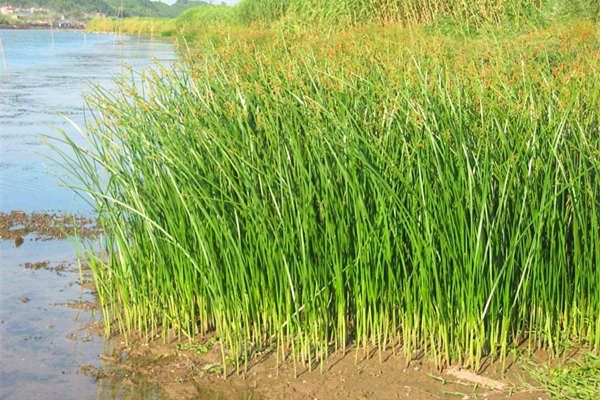 和田地區(qū)水蔥種苗銷售基地 盆栽水蔥種苗大量供應(yīng)種植圖片