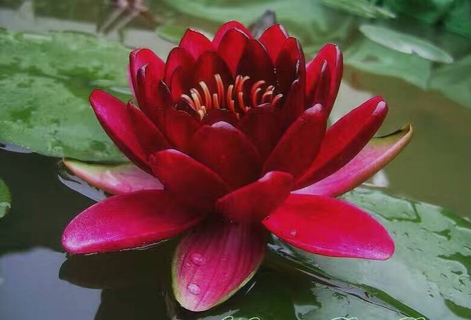 甘南州盆栽睡蓮種苗種植基地 紅色睡蓮種苗供應(yīng)施工圖片