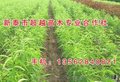桃苗 新泰超越苗木(图) 突围桃苗