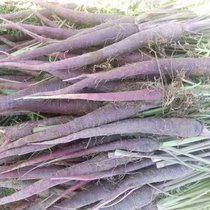 紫胡萝卜种子 萝卜种子蔬菜籽 秋季特菜种植