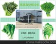 公司专业生产蔬菜食用菌真空预冷机长期供应北京蔬菜加工市场