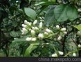 玳玳花水图片