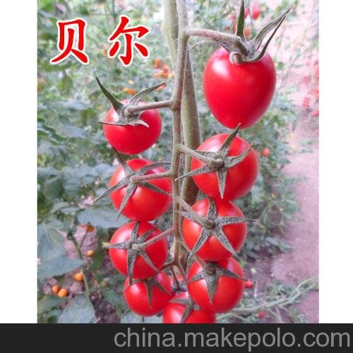 貝爾--櫻桃西紅柿種子圖片