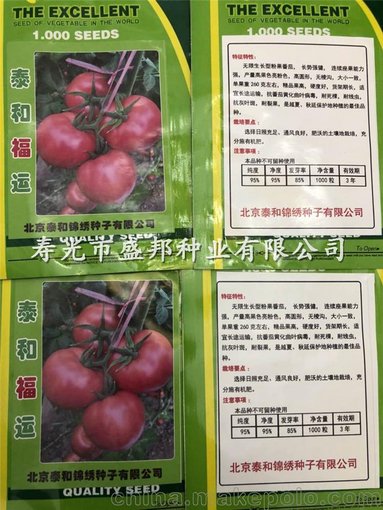 供應西紅柿種苗 抗TY番茄種子種苗  粉果柿子苗 越夏品種圖片