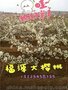 大樱桃树价格/福源大樱桃苗木s