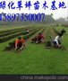 长沙草坪 湖南长沙草皮 价格
