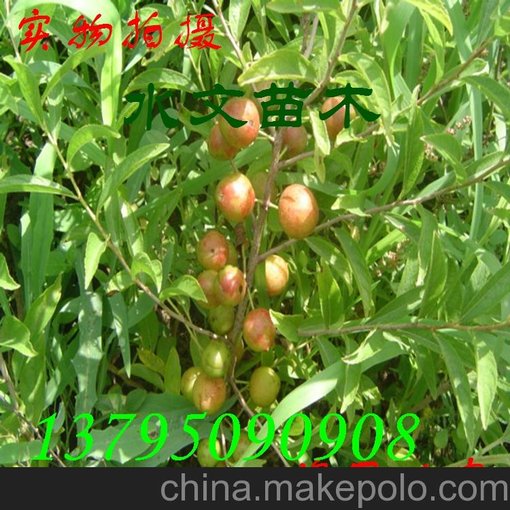 鈣果品種歐李一年生批發(fā)圖片
