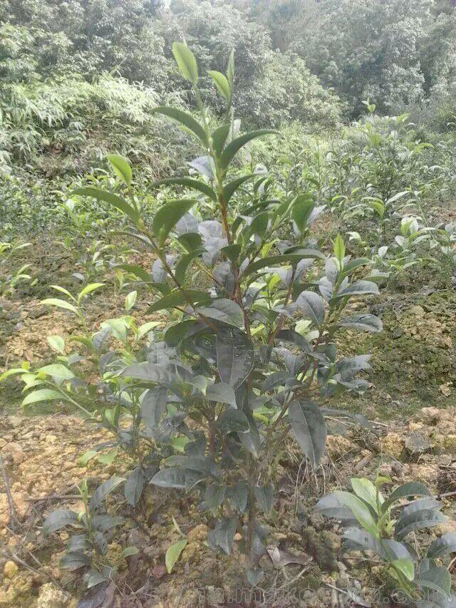 直销鸭屎香-宋种茶-大乌叶